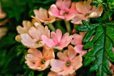 Close-up of pink flowers blooming outdoors