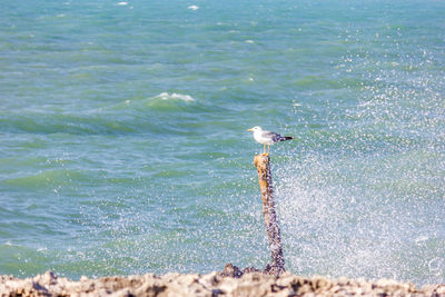 Seagull perching on a beach