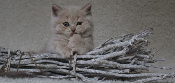 Portrait of cat sitting on floor