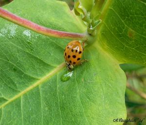 Close-up of insect on leaf