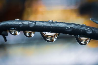 Nature background photography. raindrops. the dew on the morning