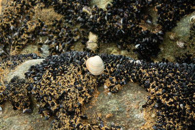 High angle view of snail on rock