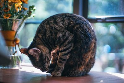 Close-up of cat on table