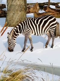 Zebra standing in a field