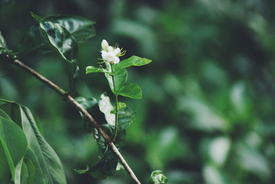 Close-up of flowering plant