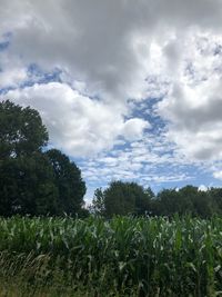 Scenic view of agricultural field against sky