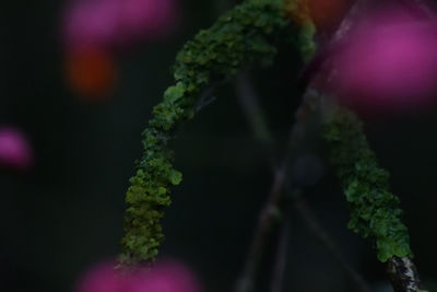Close-up of fresh green plant