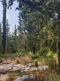 Trees growing in forest