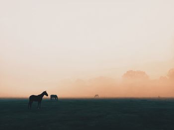 Horses on field during sunset