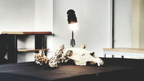 Close-up of animal skull on table