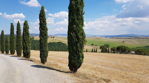 Trees on field against sky