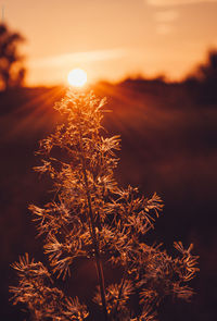 Close-up of illuminated plant against sky during sunset