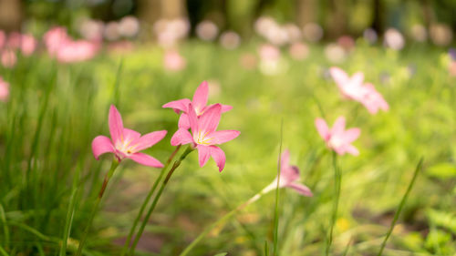Pink rain lily petals on green leaf, corolla blooming under morning sunlight, know as rainflower