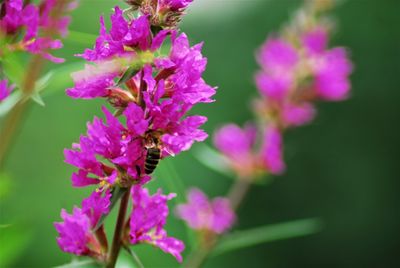 Close-up of pink flowering plant