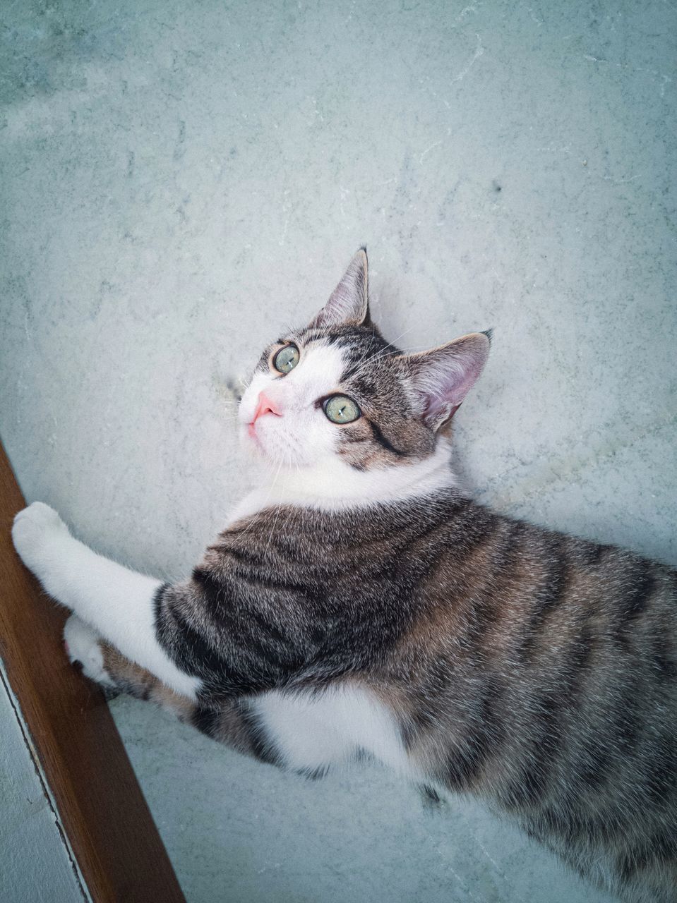 HIGH ANGLE VIEW PORTRAIT OF TABBY CAT