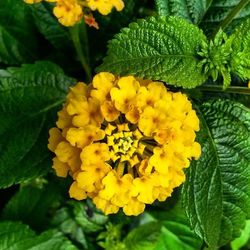 Close-up of yellow flowers