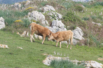 Cow grazing in a field