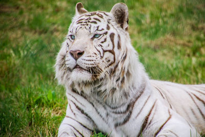 Close-up of a tiger