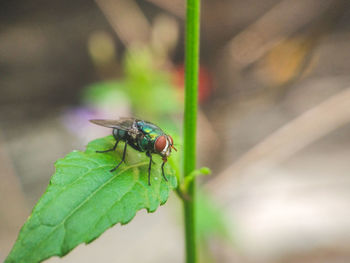 Close-up of insect on plant