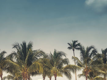 Low angle view of palm trees against sky