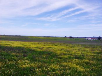 Scenic view of grassy field against sky