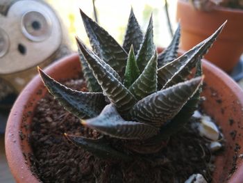 High angle view of potted plant