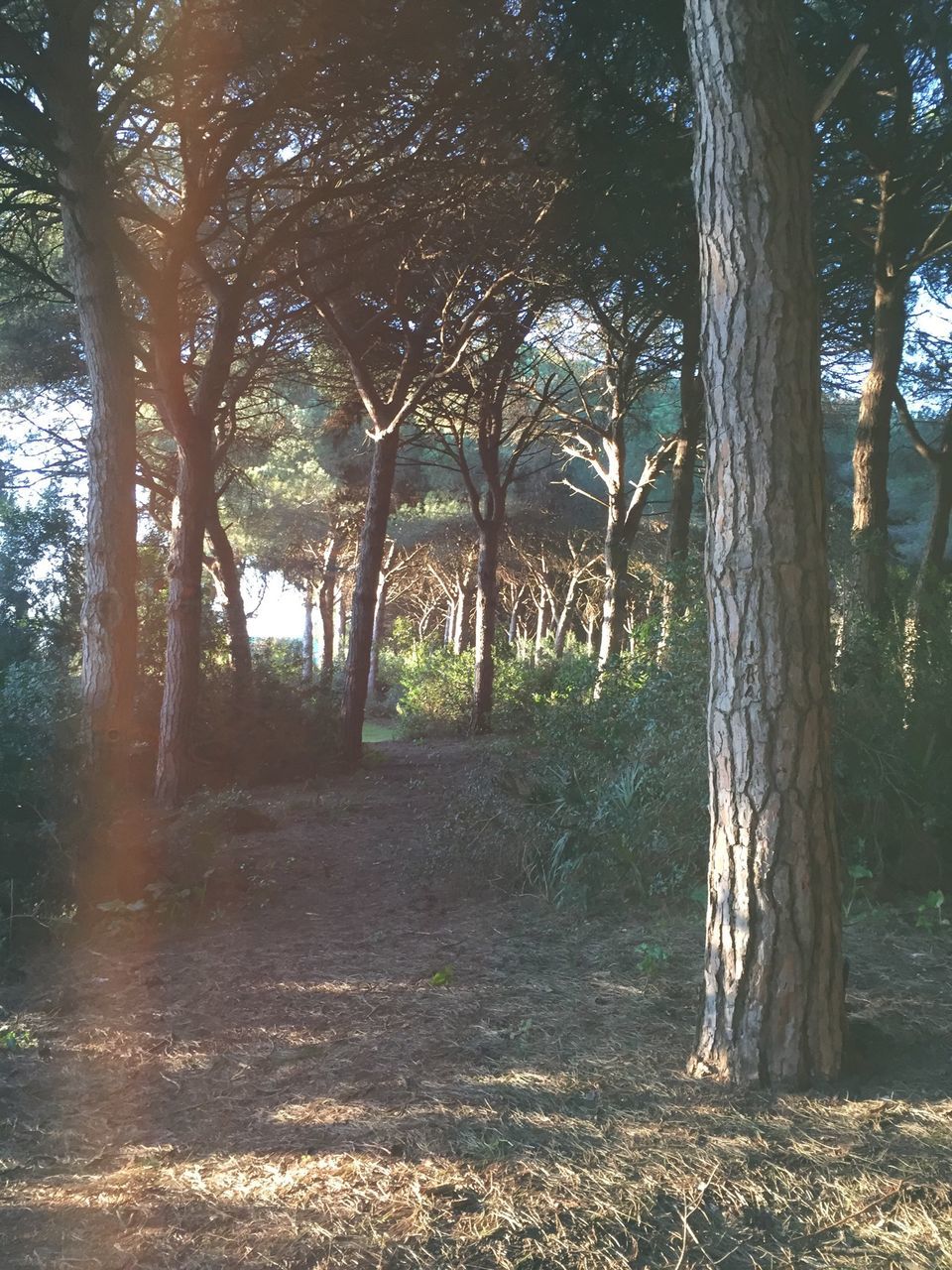 tree, tree trunk, tranquility, growth, nature, tranquil scene, sunlight, the way forward, shadow, treelined, beauty in nature, scenics, branch, footpath, day, forest, dirt road, park - man made space, landscape, outdoors