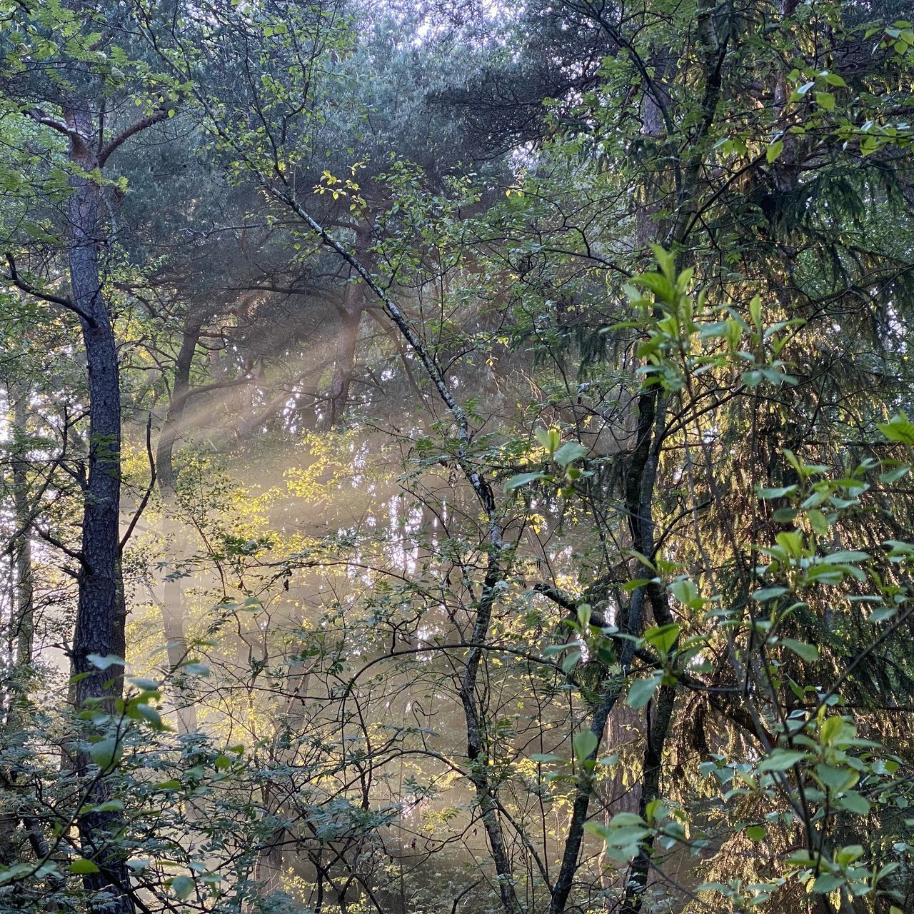 VIEW OF TREES IN FOREST