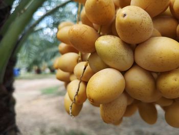 Close-up of oranges growing in market