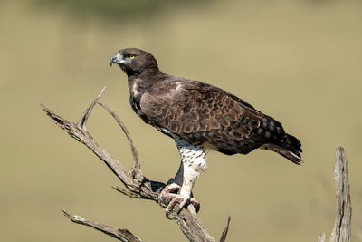 Martial eagle in profile on dead tree