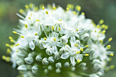 Close-up of white flowering plant