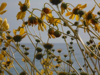 Low angle view of yellow flowering plants against sky