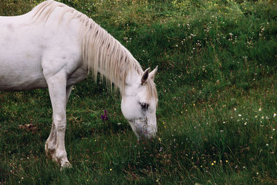 View of a horse on field