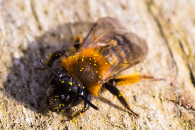 Close-up of insect