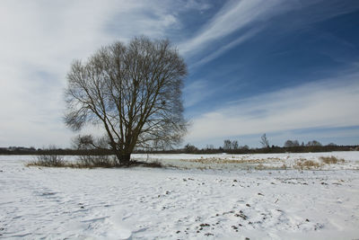 Bare trees on snow covered field against sky