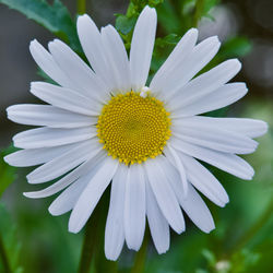 Close-up of white flower