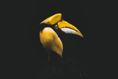 Close-up of great hornbill against black background