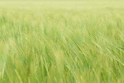 Close-up of wheat field