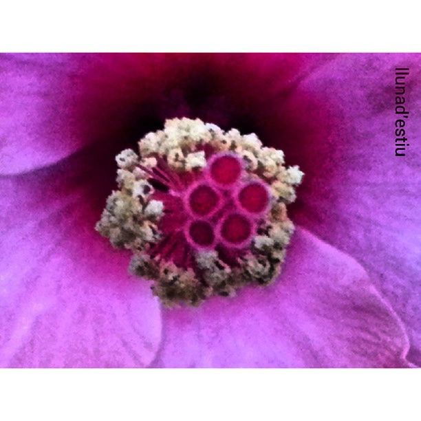 flower, transfer print, auto post production filter, petal, flower head, freshness, fragility, pink color, close-up, purple, indoors, beauty in nature, high angle view, studio shot, nature, white background, pink, no people, pollen, bouquet