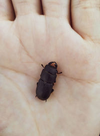 Close-up of human hand holding insect