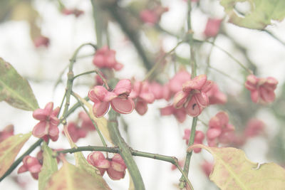 Close-up of pink flowers on tree