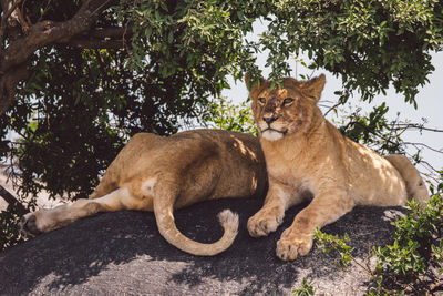 Two lion cubs sitting on a rock under a tree in the shadow