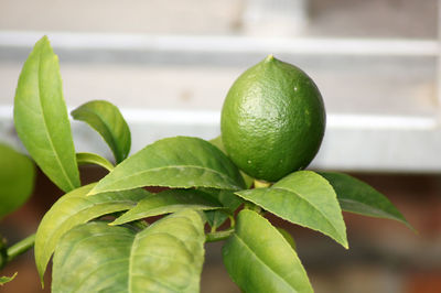 leaf