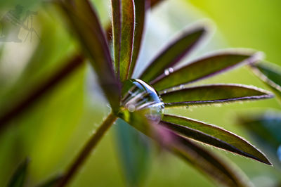 Close-up of dew on plant