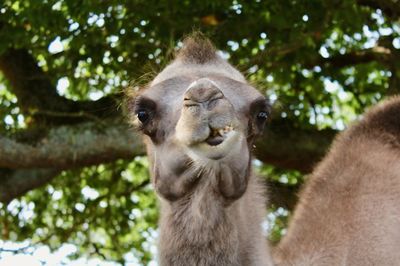 Close-up portrait of an animal