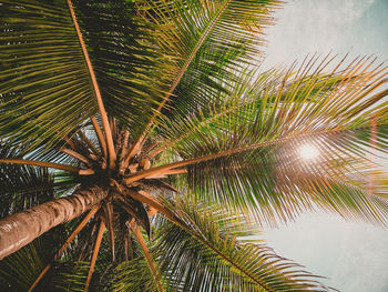 Low angle view of palm tree against sky