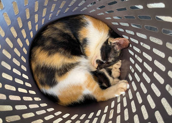 High angle view of cat sleeping