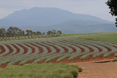 Scenic view of agricultural field against sky