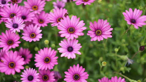 High angle view of pink flowers growing on field