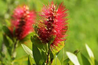 Close-up of red flowering plant